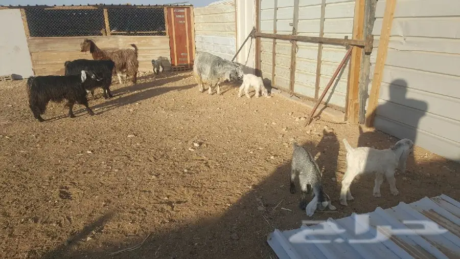 معزه متابيع 5 تحتها 7