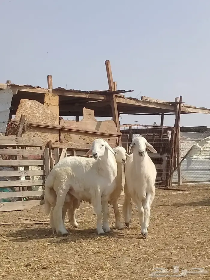 ذبايح واصله الى منزلك 10