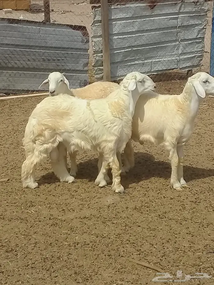 ذبايح واصله الى منزلك 12