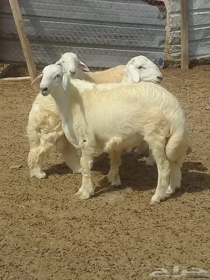 ذبايح واصله الى منزلك 13