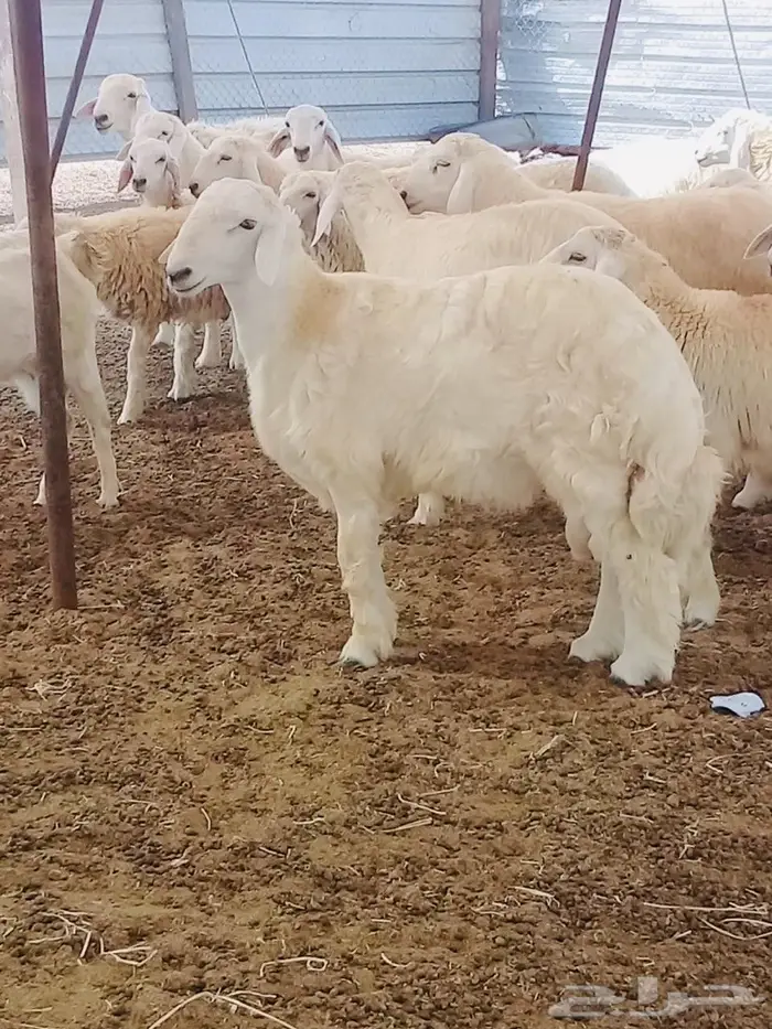 ذبايح واصله الى منزلك 14