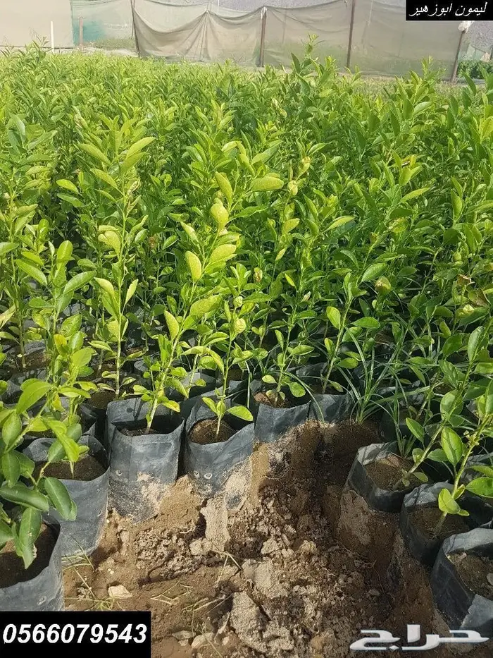 يتوفر لدينا حاليا شتلات ليمون بن زهير ب 3 ريا 0