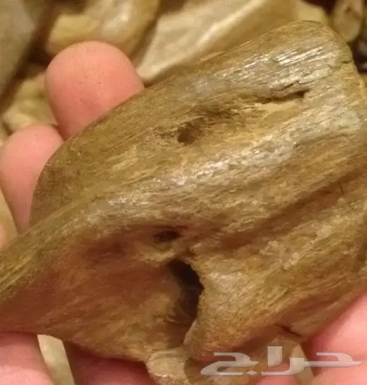 عودالغابات الماليزيه بجميع انواعه واصنافه ودر 17