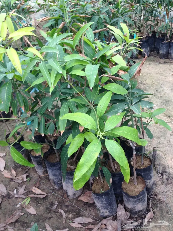 شجرة مانجو للبيع 12