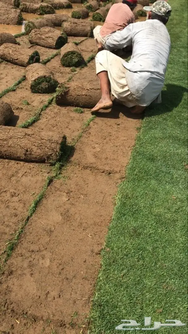 انجيله وثيل طبيعي للبيع  1