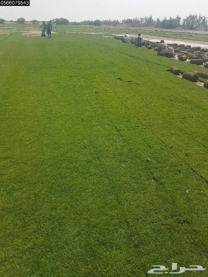 انجيله وثيل طبيعي للبيع  2