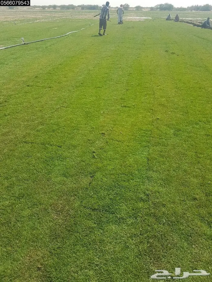 انجيله وثيل طبيعي للبيع  4