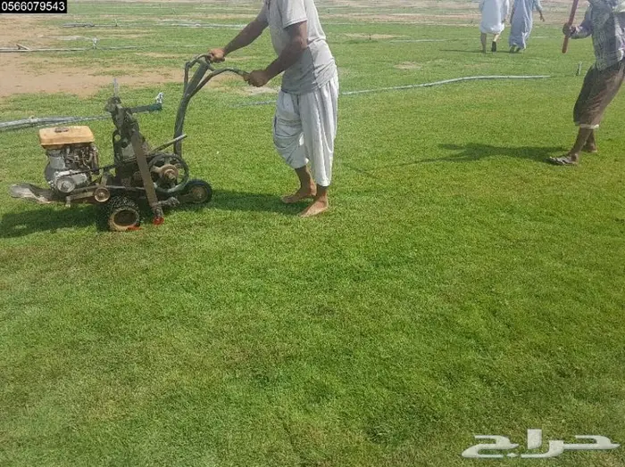 انجيله وثيل طبيعي للبيع  6