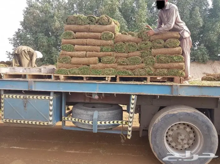 انجيله وثيل طبيعي للبيع  7