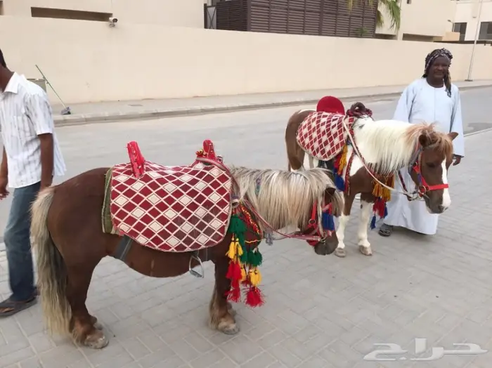 تاجير جمال احصنة بوني اطفال حصان ركوب حنطور 1