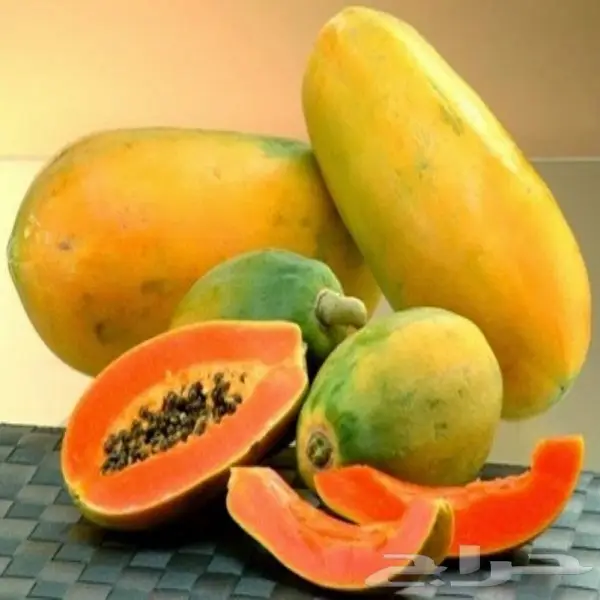 بذور شجرة فاكهة البابايا المغذية 4