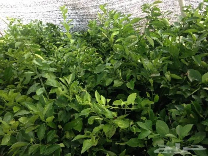اشجار حمضيات للبيع 4