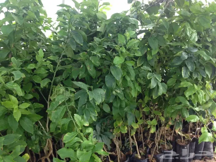 اشجار حمضيات للبيع 3