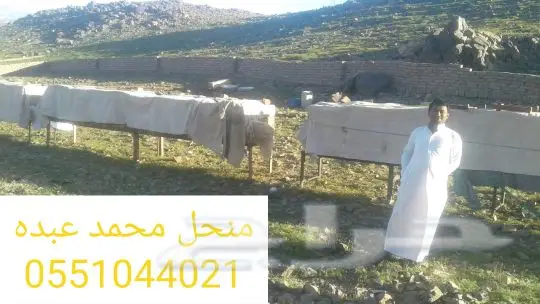 عسل سلام  وسدر من جيزان مضمون  24