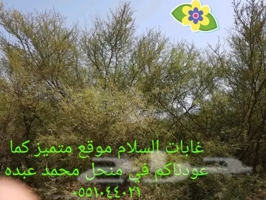 عسل سلام  وسدر من جيزان مضمون  12