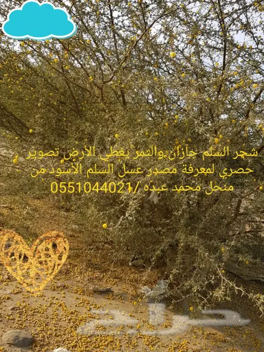 عسل سلام  وسدر من جيزان مضمون  11