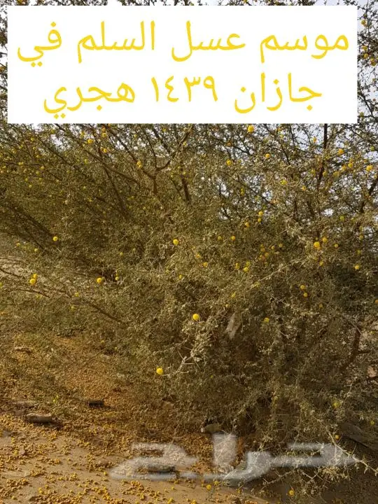 عسل سلام  وسدر من جيزان مضمون  10