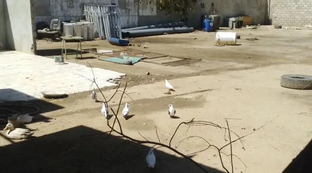 حفر ابار وكشف المخواه بلجرشي الباحه العقيق  2