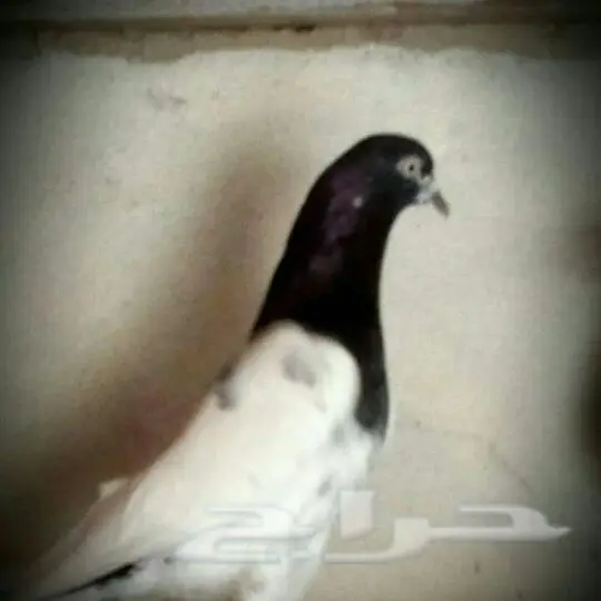 طبات تيدي صافيه 27