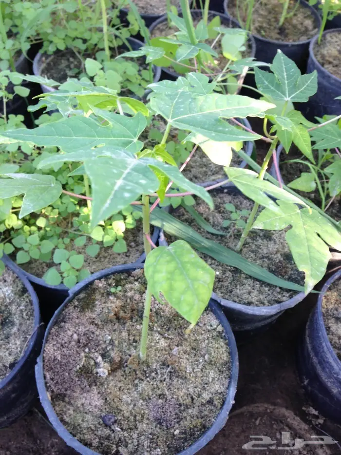 شتلات ببايا للبيع 2