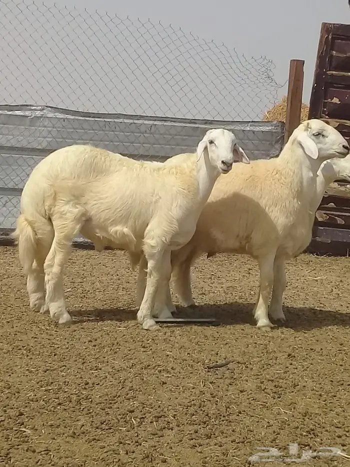 ذبايح واصله الى منزلك 16