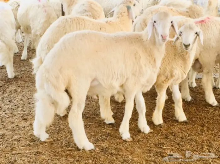 ذبايح واصله الى منزلك 17