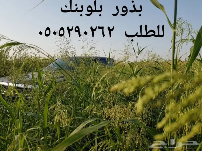 للبيع بذور بلوبانك صافيه جدا وثقيله 0