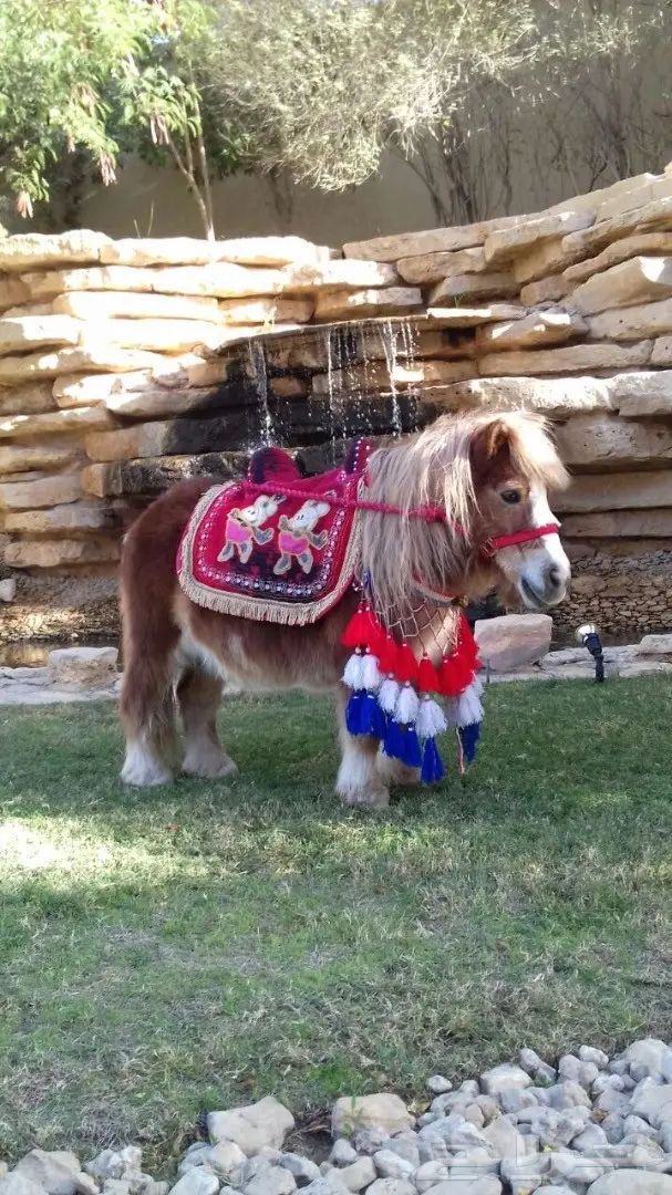تأجير حنطور - سيسي - حصان - فرس - جمال -عربات 1