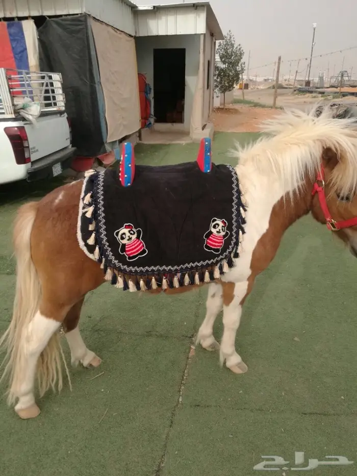 تأجير حنطور - سيسي - حصان - فرس - جمال -عربات 2