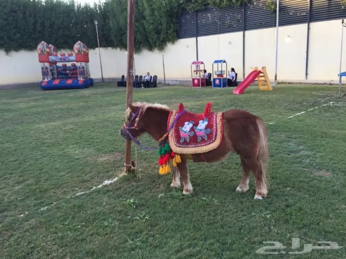 تأجير حنطور - سيسي - حصان - فرس - جمال -عربات 0