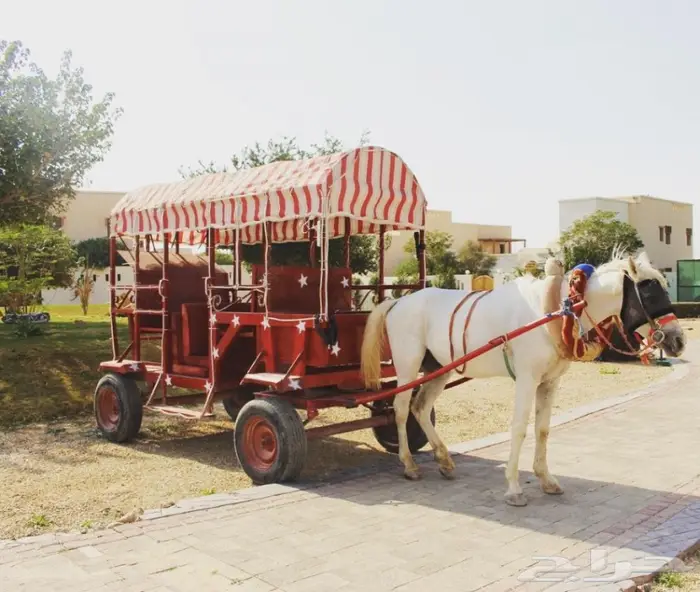 تأجير حنطور - سيسي - حصان - فرس - جمال -عربات 4