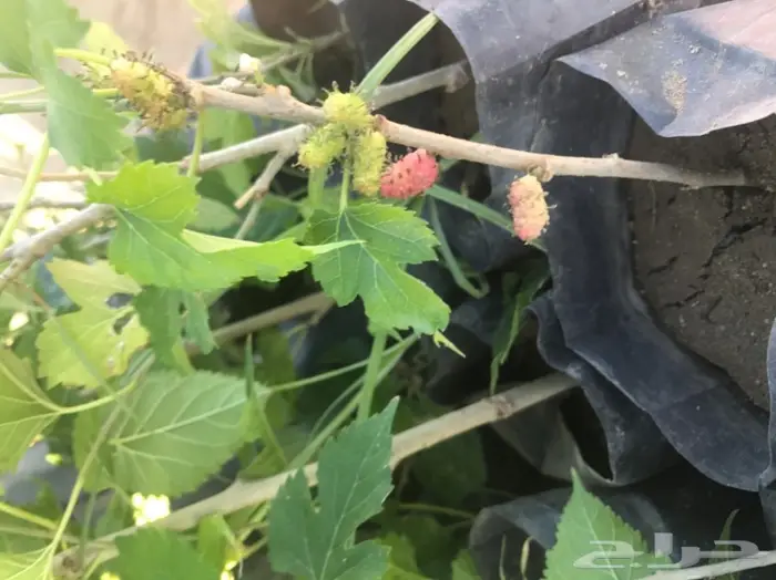 شتلات توت للبيع للجمله ب ريال ونصف  2