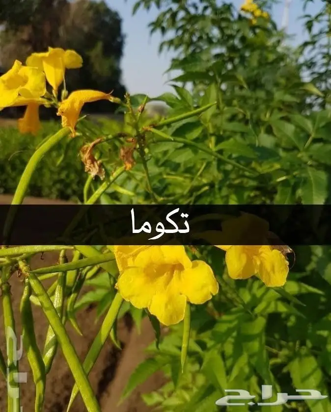 شتلات أقل الاسعار ريال ونصف للشتله 0566079543 1