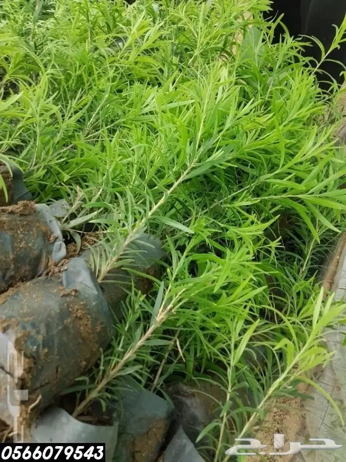 شتلات أقل الاسعار ريال ونصف للشتله 0566079543 4