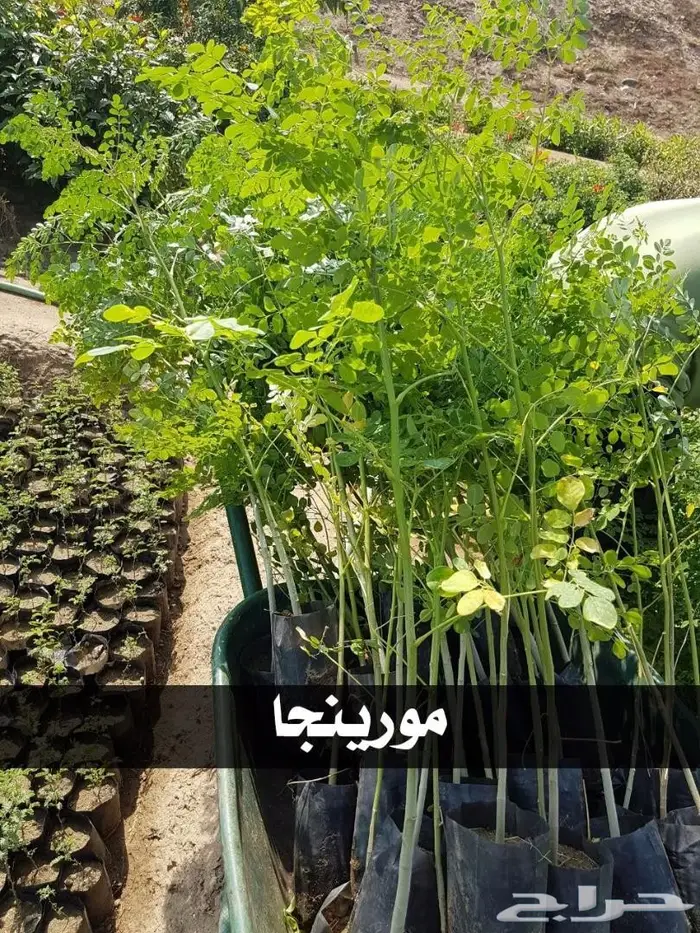 شتلات أقل الاسعار ريال ونصف للشتله 0566079543 8