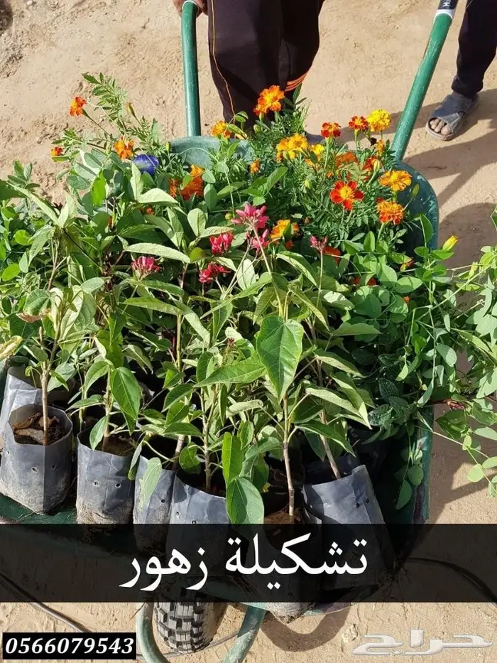 شتلات أقل الاسعار ريال ونصف للشتله 0566079543 11