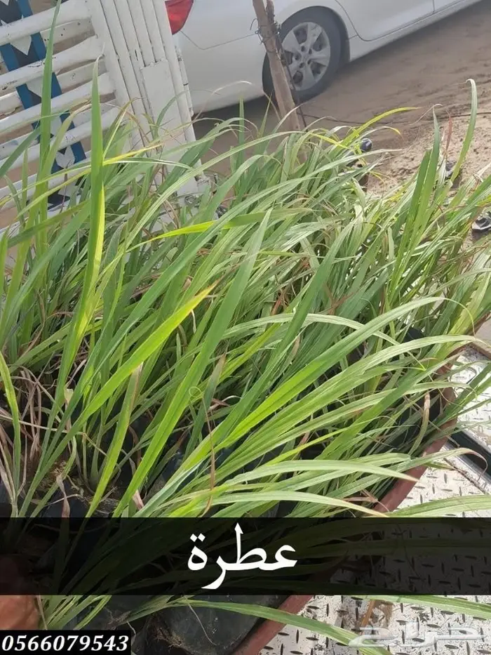 شتلات أقل الاسعار ريال ونصف للشتله 0566079543 13