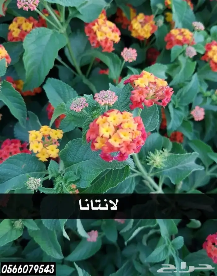 شتلات أقل الاسعار ريال ونصف للشتله 0566079543 14