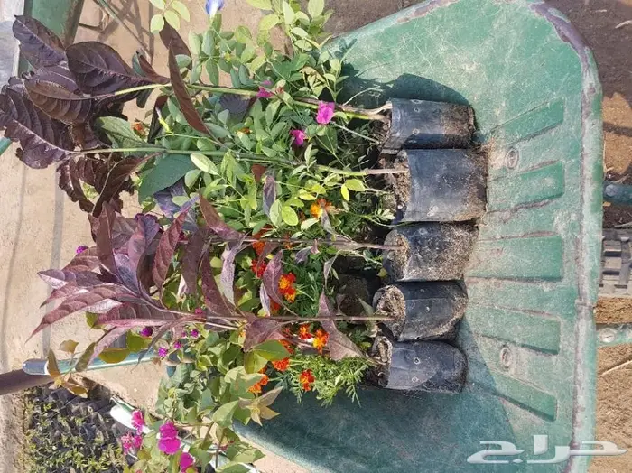 شتلات أقل الاسعار ريال ونصف للشتله 0566079543 20