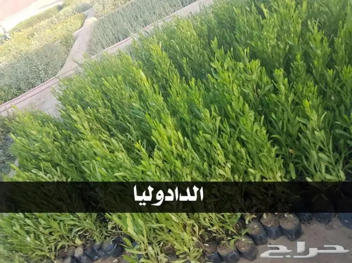 شتلات أقل الاسعار ريال ونصف للشتله 0566079543 23