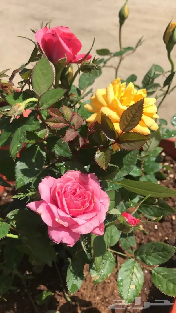 تنسيق حدائق وخدمات زراعية 0