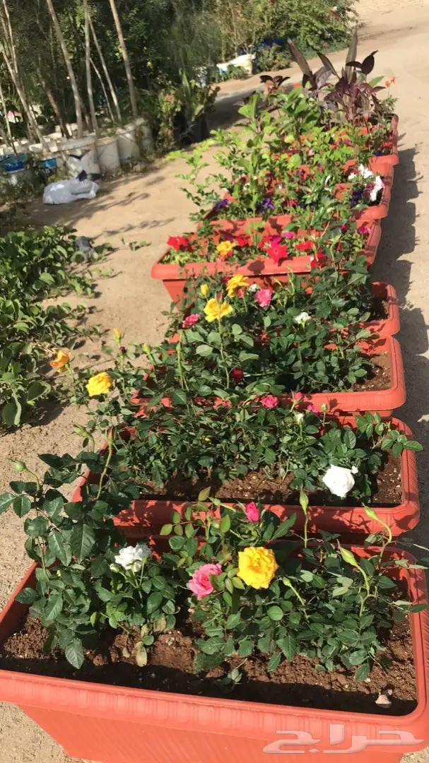 تنسيق حدائق وخدمات زراعية 4