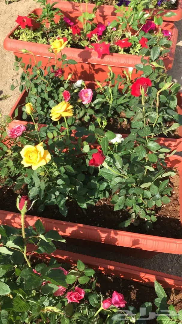 تنسيق حدائق وخدمات زراعية 6