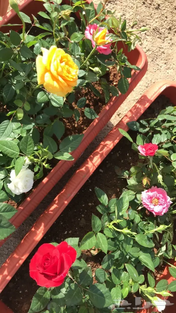 تنسيق حدائق وخدمات زراعية 7