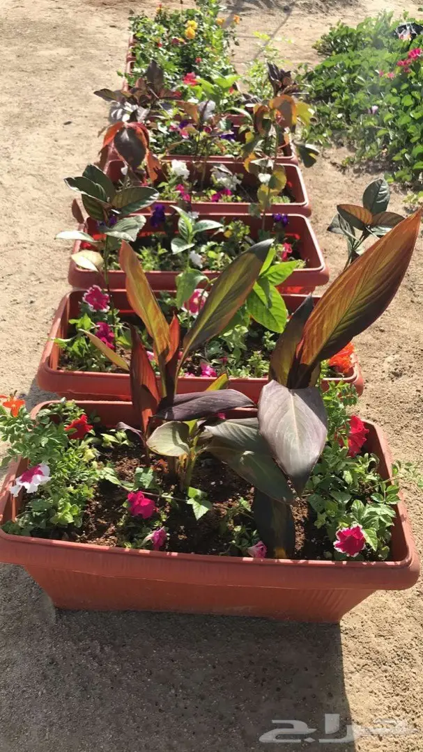 تنسيق حدائق وخدمات زراعية 10