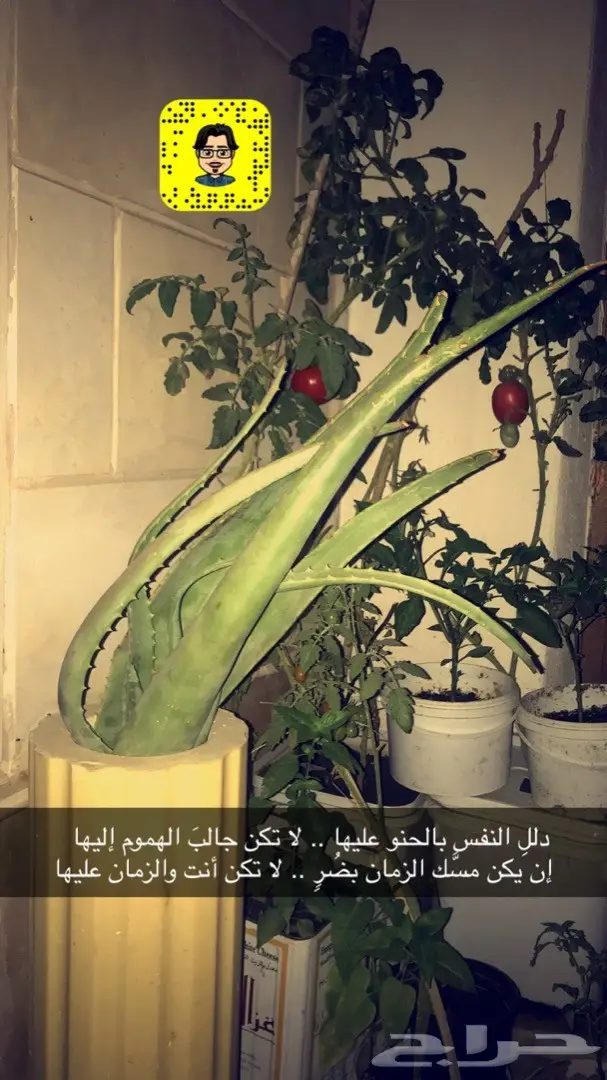 تنسيق حدائق وخدمات زراعية 11