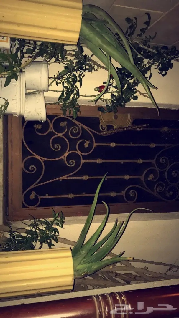 تنسيق حدائق وخدمات زراعية 12