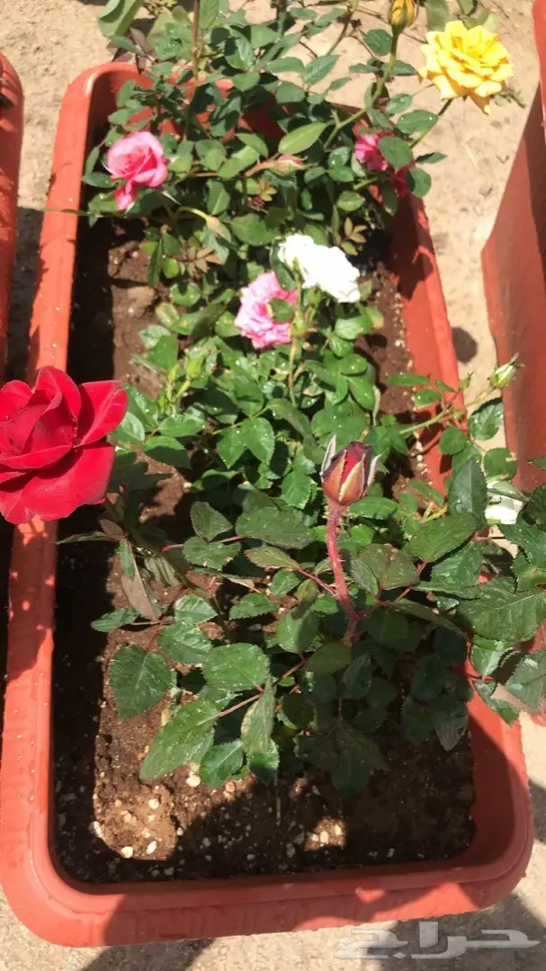 تنسيق حدائق وخدمات زراعية 13