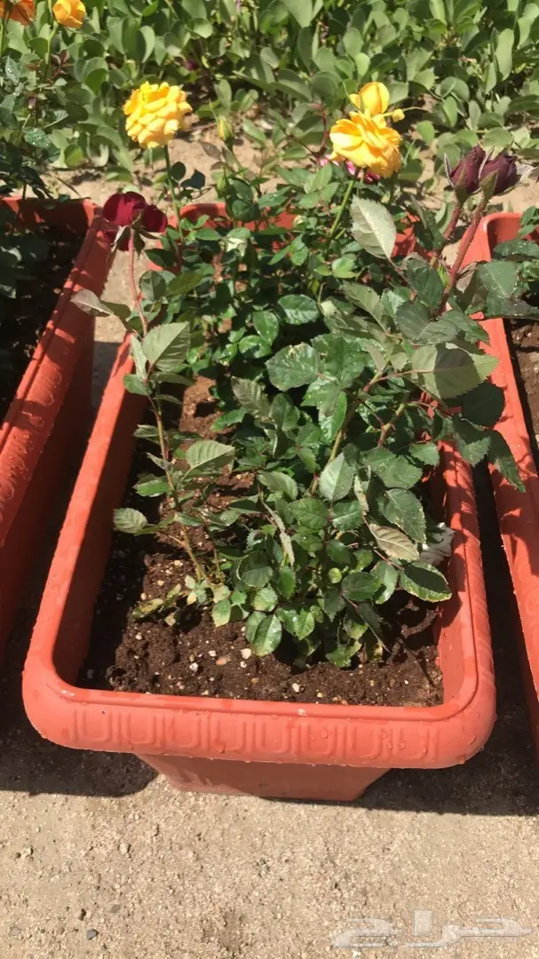 تنسيق حدائق وخدمات زراعية 14