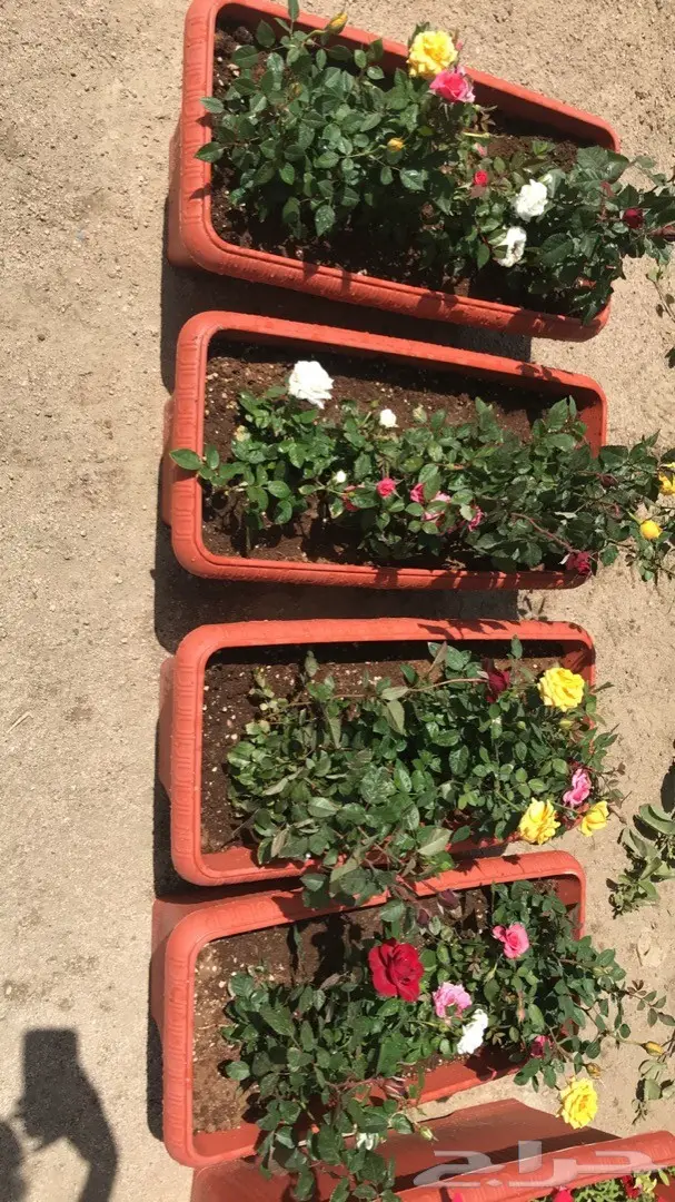 تنسيق حدائق وخدمات زراعية 15